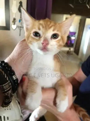1-3 months Female Purebred Bengal