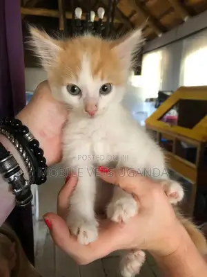 3-6 months Male Purebred Exotic