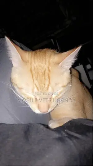 3-6 months Male Purebred Cornish Rex