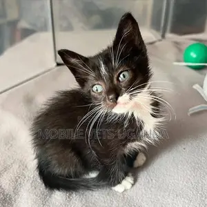 1-3 months Male Purebred American Bobtail