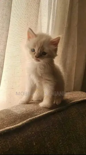 1-3 months Male Purebred Exotic