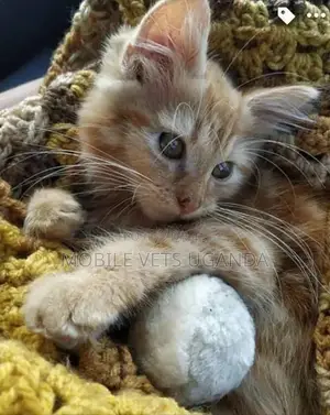 1-3 months Male Purebred American Bobtail