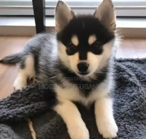 3-6 months Male Purebred Siberian Husky
