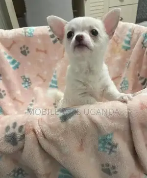 3-6 months Male Purebred Chihuahua