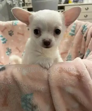 1-3 months Male Purebred Chihuahua
