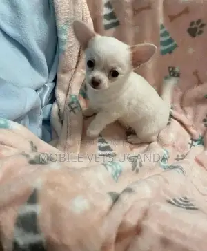 3-6 months Female Purebred Chihuahua