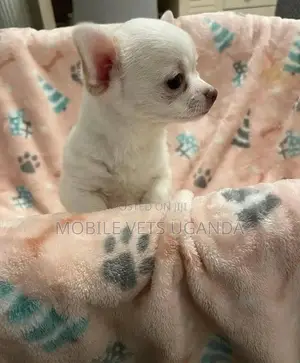 1-3 months Male Purebred Chihuahua