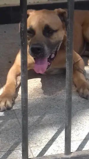 6-12 months Male Purebred Boerboel