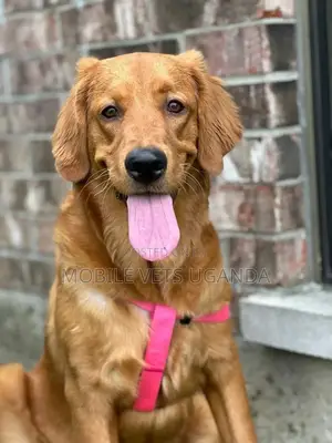 6-12 months Male Purebred Golden Retriever