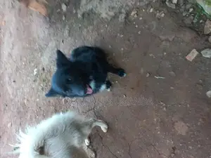3-6 months Male Purebred Japanese Spitz