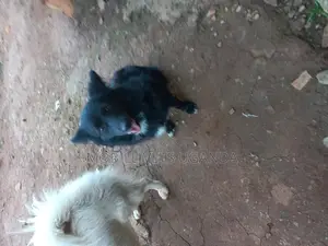6-12 months Male Purebred Japanese Spitz