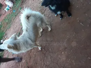 1-3 months Female Purebred Japanese Spitz