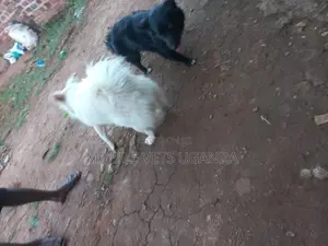 1-3 months Male Purebred Japanese Spitz