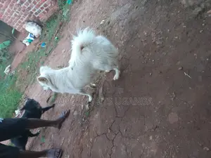 6-12 months Female Purebred Japanese Spitz