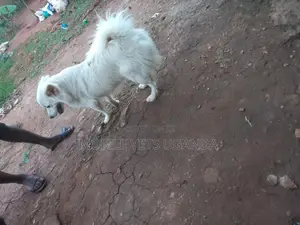 1-3 months Male Purebred Japanese Spitz