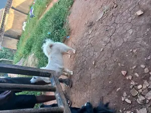 1+ year Male Purebred Japanese Spitz