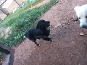 3-6 months Male Purebred Finnish Spitz