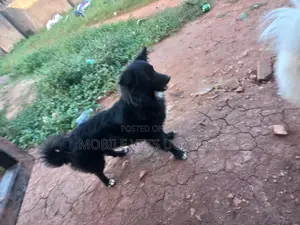 3-6 months Female Purebred Japanese Spitz