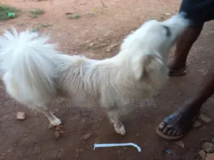 6-12 months Female Purebred Japanese Spitz