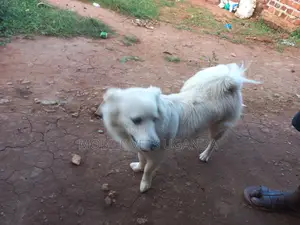 6-12 months Female Purebred Japanese Spitz