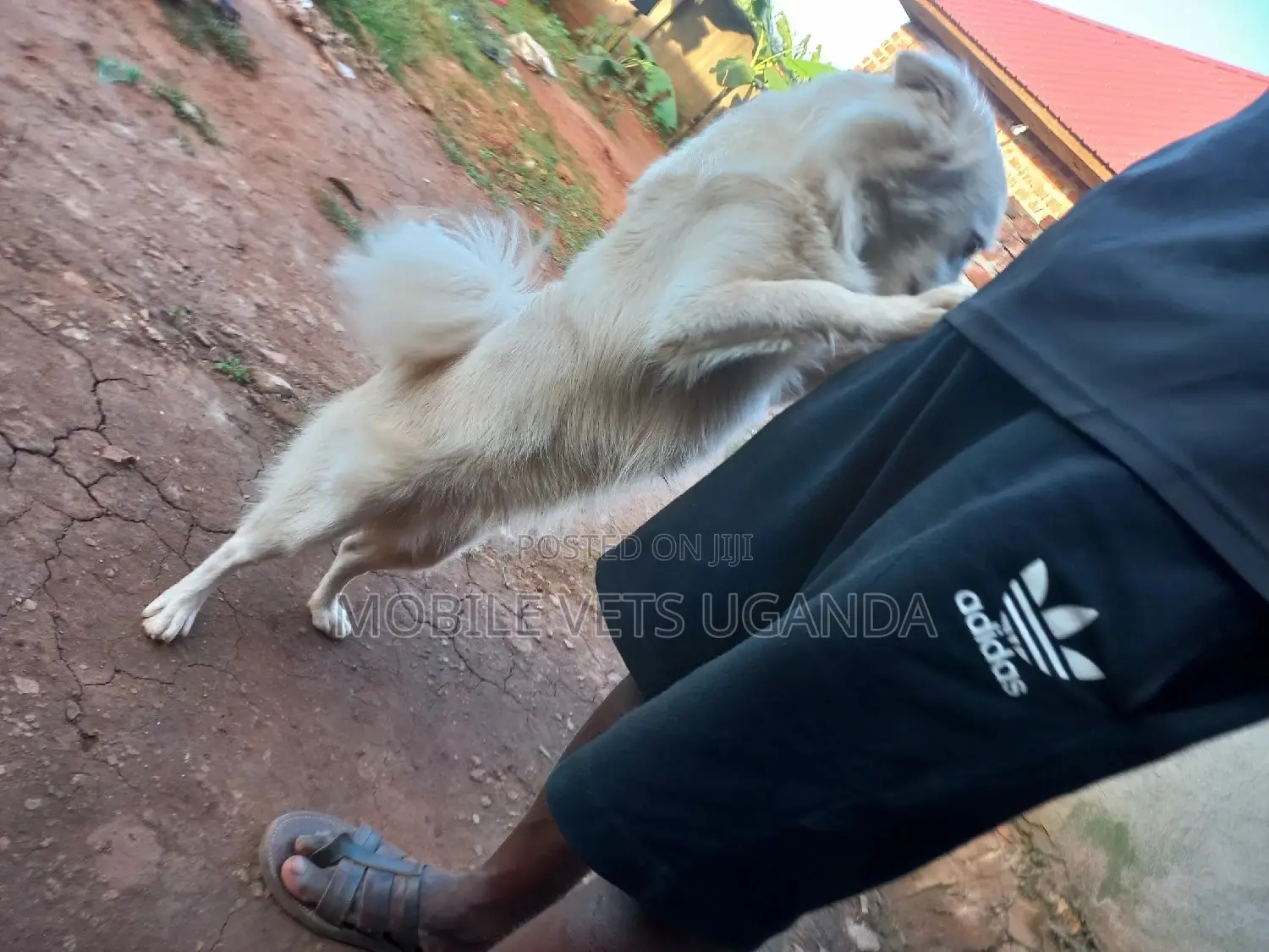 1+ year Male Purebred Japanese Spitz