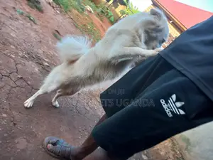1+ year Male Purebred Japanese Spitz