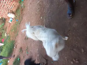 6-12 months Male Purebred Japanese Spitz