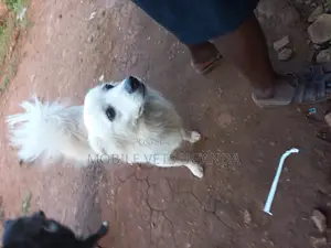 1+ year Female Purebred Japanese Spitz