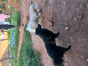 1+ year Female Purebred Japanese Spitz