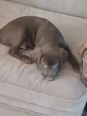 3-6 months Female Purebred Labrador Retriever