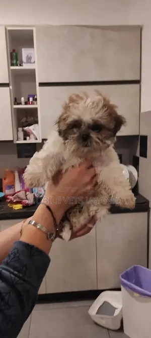 1-3 months Female Purebred Maltese