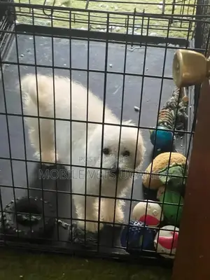 3-6 months Male Purebred Maltese