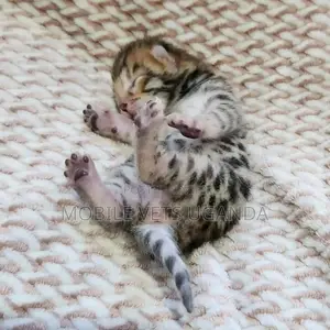1-3 months Male Purebred American Bobtail