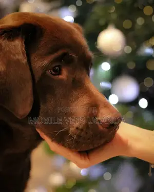 6-12 months Male Purebred Labradoodle