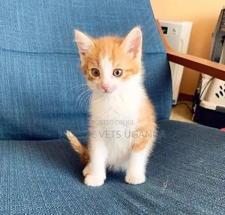 1-3 months Male Purebred Exotic