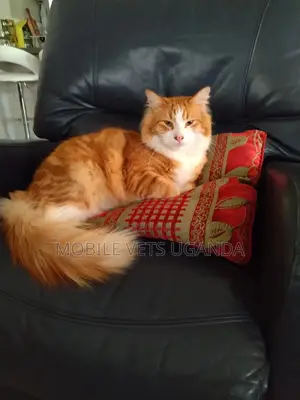 6-12 months Male Purebred American Bobtail