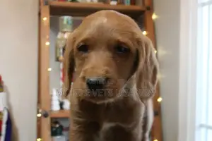 3-6 months Female Purebred Cocker Spaniel