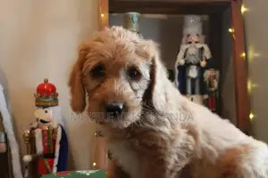 3-6 months Male Purebred Cocker Spaniel