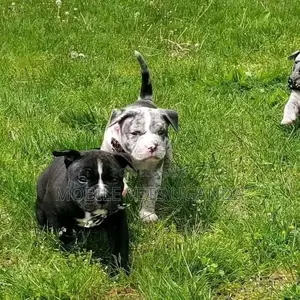1-3 months Male Purebred Boerboel