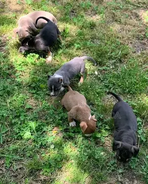 3-6 months Female Purebred Boerboel