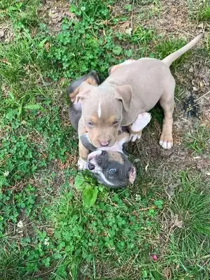 1-3 months Male Purebred American Pit Bull Terrier