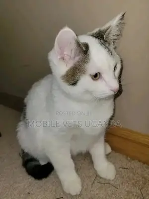 3-6 months Female Purebred Exotic