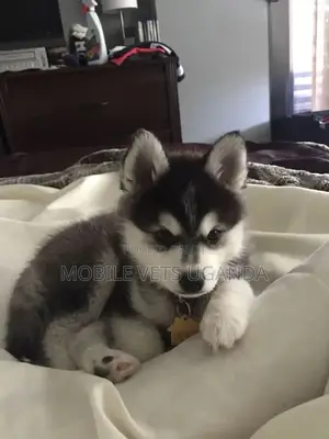 1-3 months Male Purebred Siberian Husky
