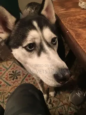 6-12 months Male Purebred Siberian Husky