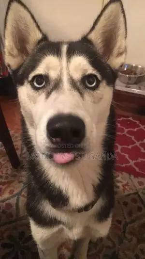 1+ year Male Purebred Siberian Husky