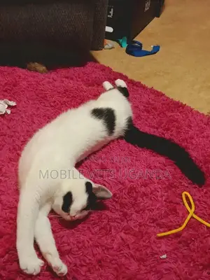 3-6 months Male Purebred Abyssinian