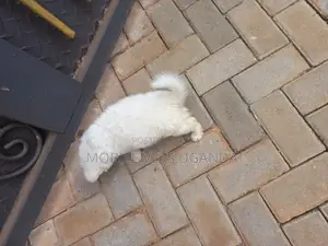 1-3 months Male Purebred Japanese Spitz