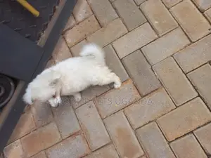 3-6 months Male Purebred Japanese Spitz
