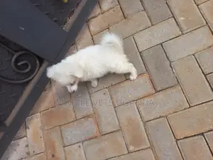3-6 months Male Purebred Japanese Spitz