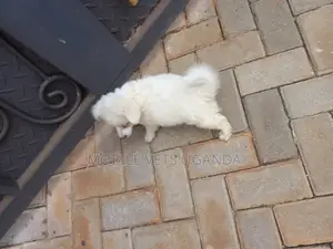 0-1 month Female Purebred Japanese Spitz
